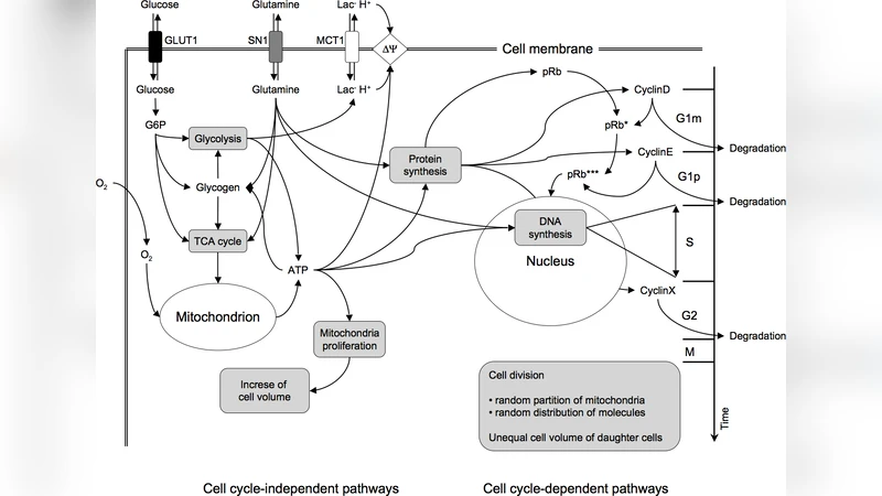 Ab initio computational modeling of tumor spheroids