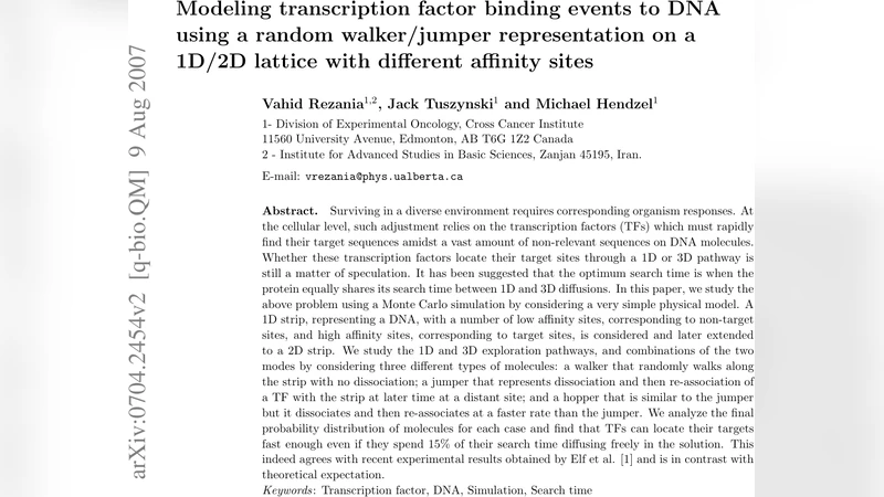 Modeling transcription factor binding events to DNA using a random   walker/jumper representation on a 1D/2D lattice with different affinity sites