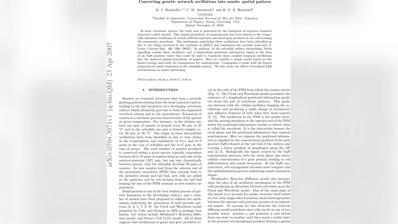 Converting genetic network oscillations into somite spatial pattern