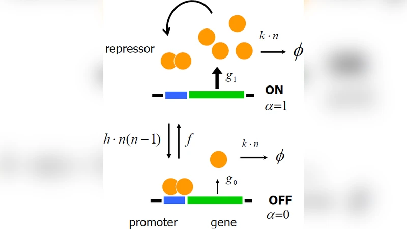 Effects of the DNA state fluctuation on single-cell dynamics of   self-regulating gene