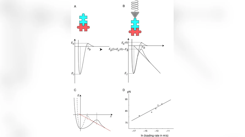 The Interplay between Chemistry and Mechanics in the Transduction of a   Mechanical Signal into a Biochemical Function