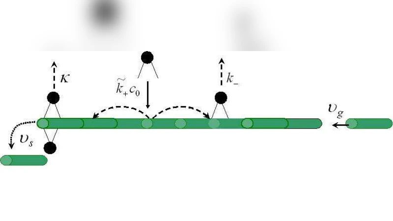Length control of microtubules by depolymerizing motor proteins