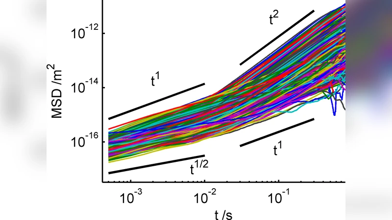 Intracellular microrheology of motile Amoeba proteus