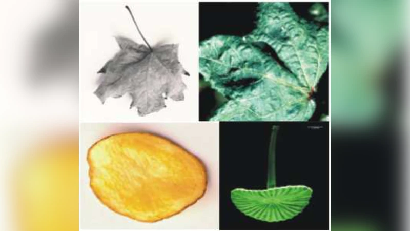 Morphogenesis of growing soft tissues