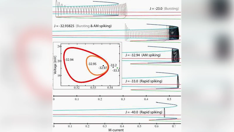 New dynamics in cerebellar Purkinje cells: torus canards