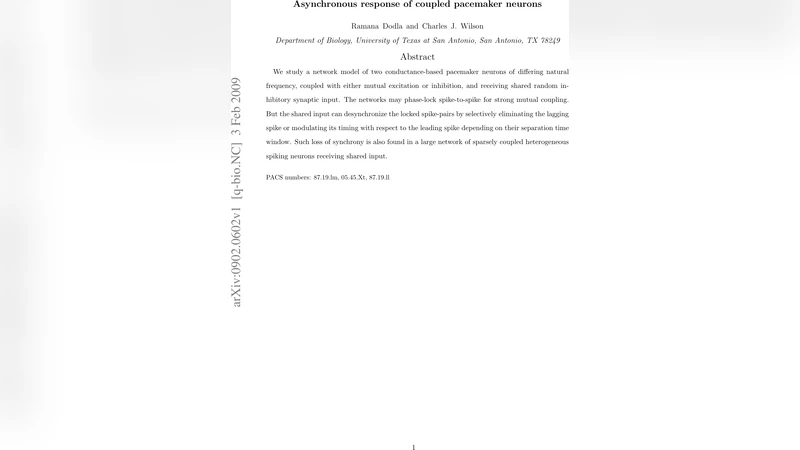 Asynchronous response of coupled pacemaker neurons