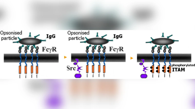 An Intuitive Automated Modelling Interface for Systems Biology