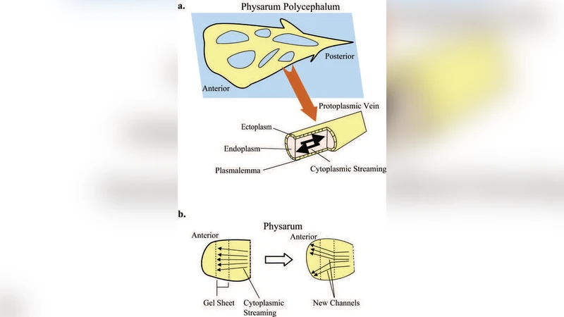 Memristive model of amoebas learning