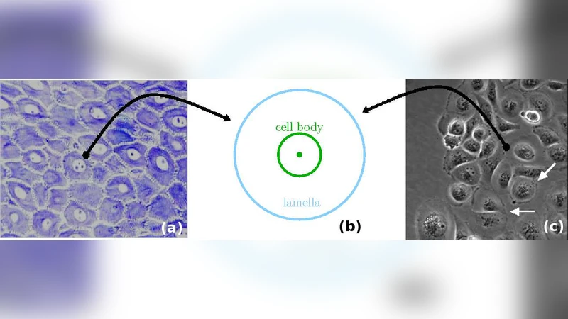 Generalized Voronoi Tessellation as a Model of Two-dimensional Cell   Tissue Dynamics