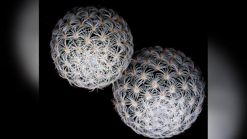 Measurement of areas on a sphere using Fibonacci and latitude-longitude   lattices