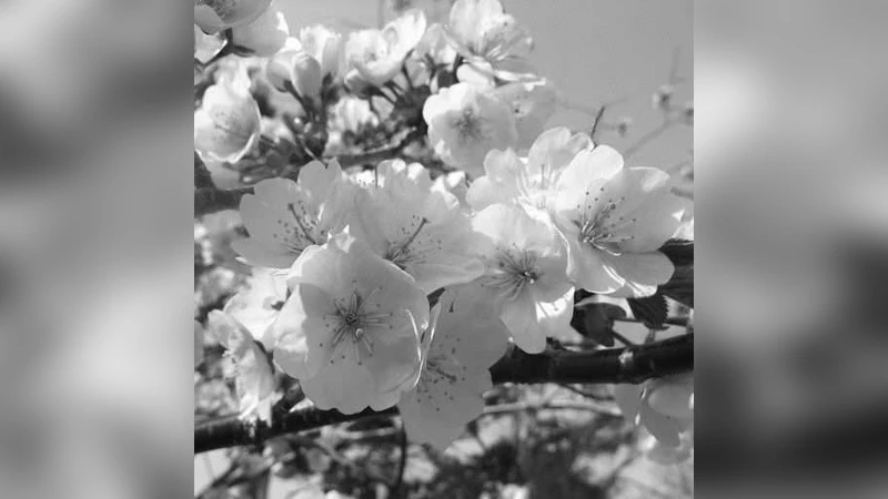 A Steganography Based on CT-CDMA Communication Scheme Using Complete   Complementary Codes