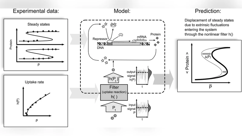 Selectivity filter gate versus voltage-sensitive gate: A study of   quantum probabilities in the Hodgkin-Huxley equation
