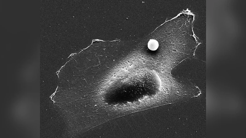 Contractile prestress controls stiffening and fluidization of living   cells in response to large external forces