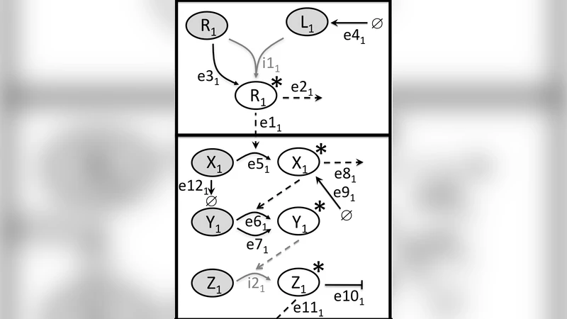 Modelling and Analysis of Biochemical Signalling Pathway Cross-talk