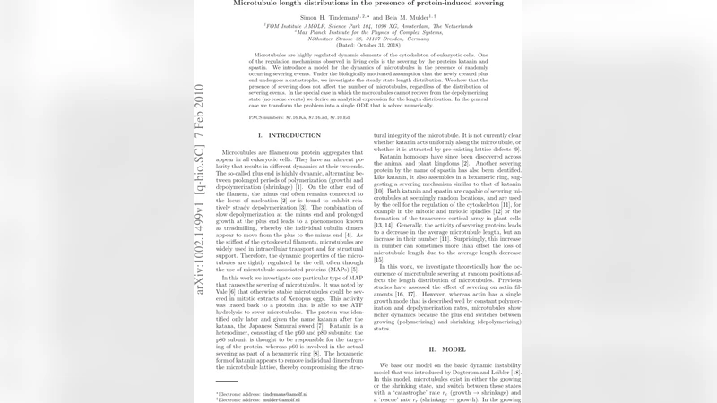 Microtubule length distributions in the presence of protein-induced   severing
