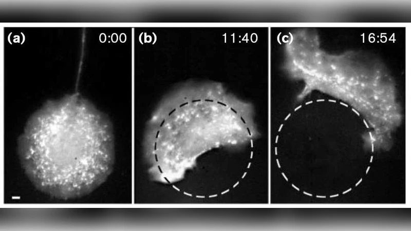 Coupling of cytoplasm and adhesion dynamics determines cell polarization   and locomotion