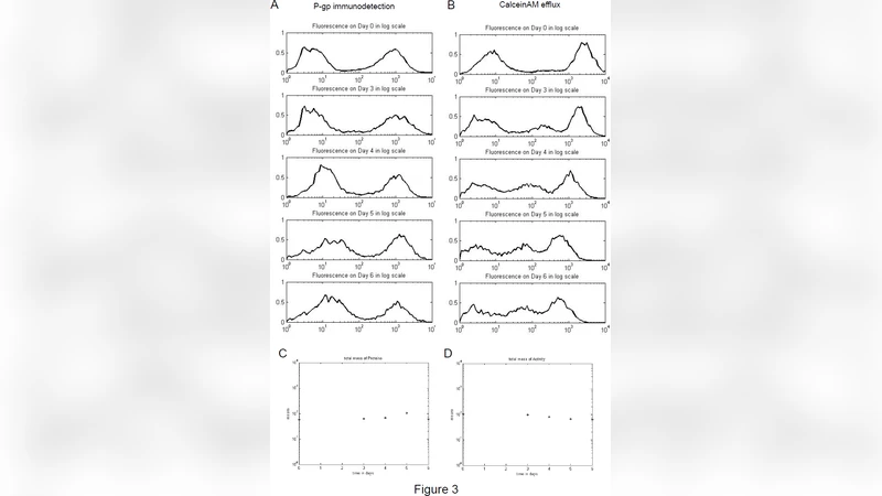 Consequences of cell-to-cell P-glycoprotein transfer on acquired   multidrug resistance in breast cancer: a cell population dynamics model