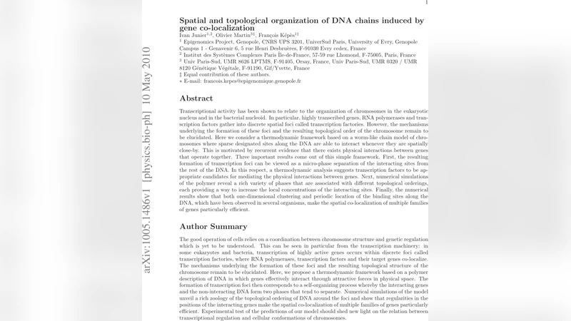 Spatial and topological organization of DNA chains induced by gene   co-localization