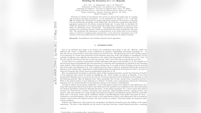 Modeling the formation of in vitro filopodia