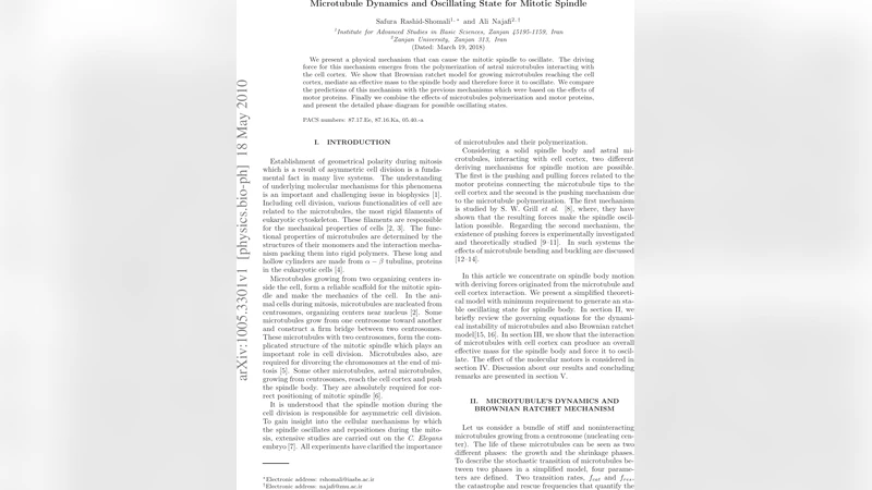 Microtubule Dynamics and Oscillating State for Mitotic Spindle