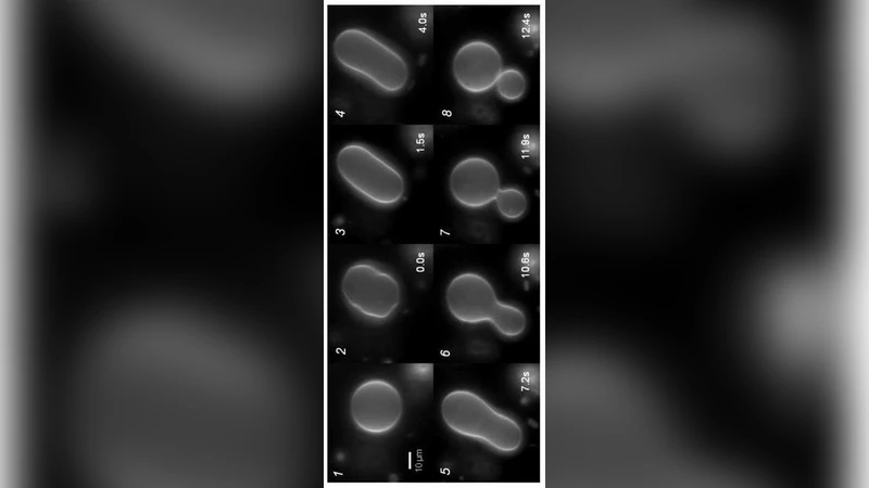 Phase Transition Induced Fission in Lipid Vesicles