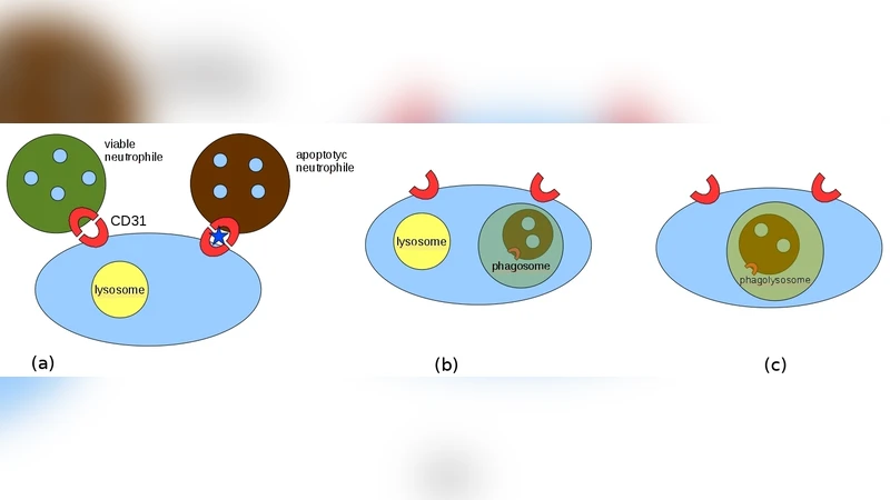 Stochastic Calculus of Wrapped Compartments