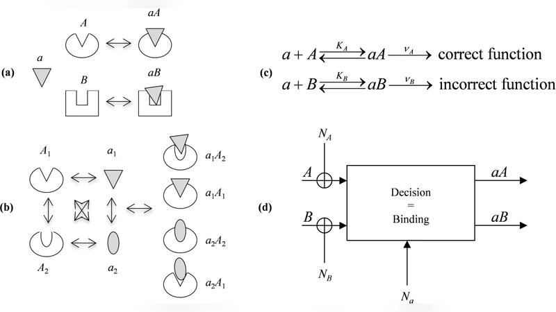 Molecular Recognition as an Information Channel: The Role of   Conformational Changes