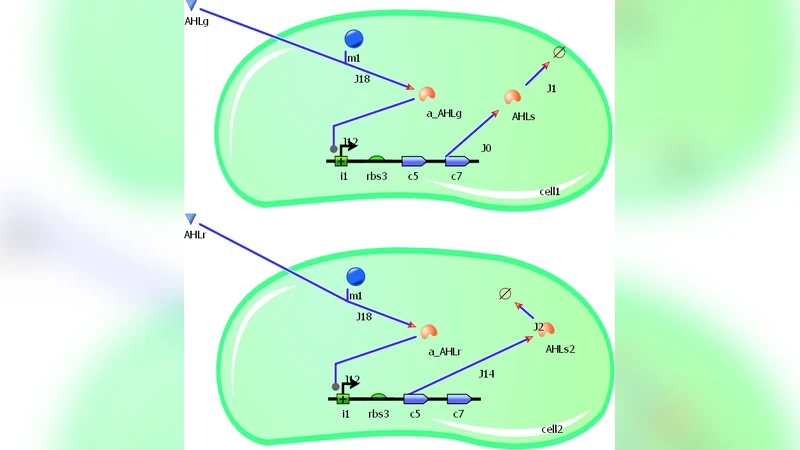A population-based microbial oscillator