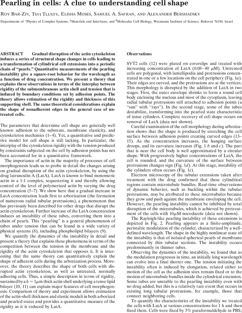 Pearling in cells: A clue to understanding cell shape