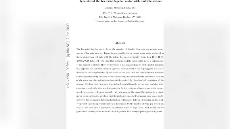 Dynamics of the bacterial flagellar motor with multiple stators