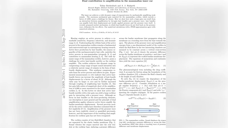Dual contribution to amplification in the mammalian inner ear