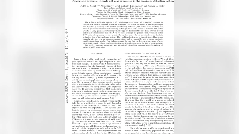 Timing and dynamics of single cell gene expression in the arabinose   utilization system