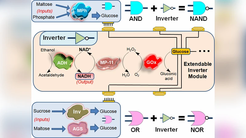 Towards Biosensing Strategies Based on Biochemical Logic Systems