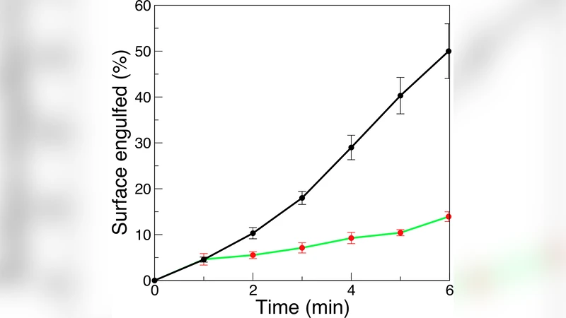 The zipper mechanism in phagocytosis: energetic requirements and   variability in phagocytic cup shape