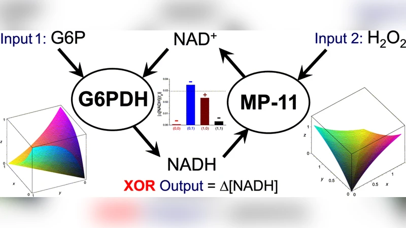 Realization and Properties of Biochemical-Computing Biocatalytic XOR   Gate Based on Signal Change