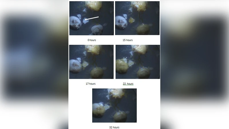 Towards Physarum robots: computing and manipulating on water surface