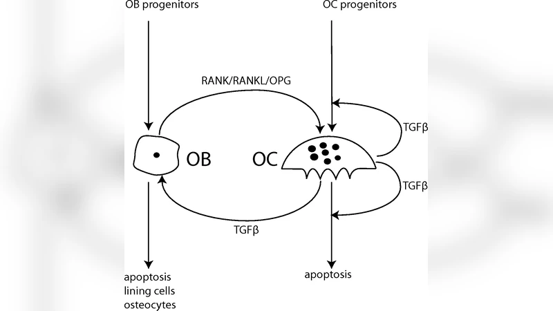 General analysis of mathematical models for bone remodeling