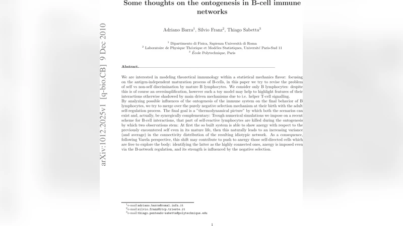 Some thoughts on the ontogenesis in B-cell immune networks