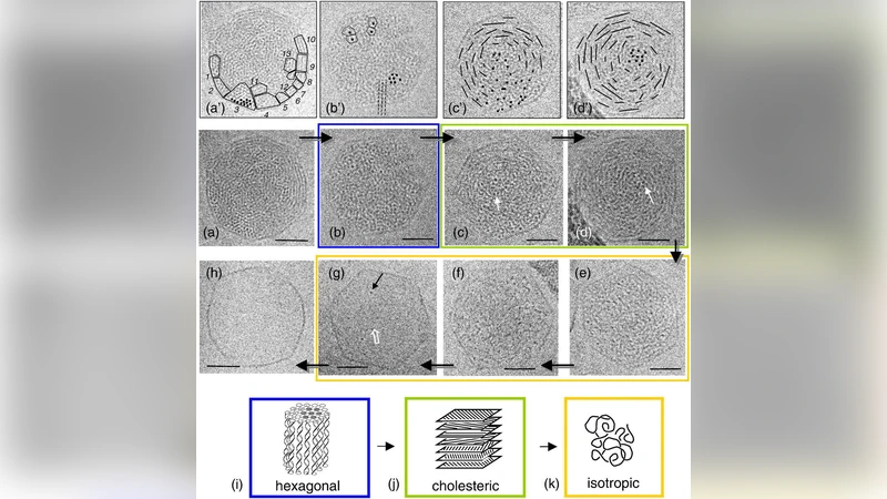 Dynamics of Bacteriophage Genome Ejection In Vitro and In Vivo