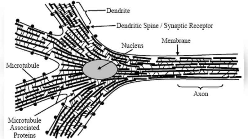 On the Theoretical Possibility of Quantum Visual Information Transfer to   the Human Brain