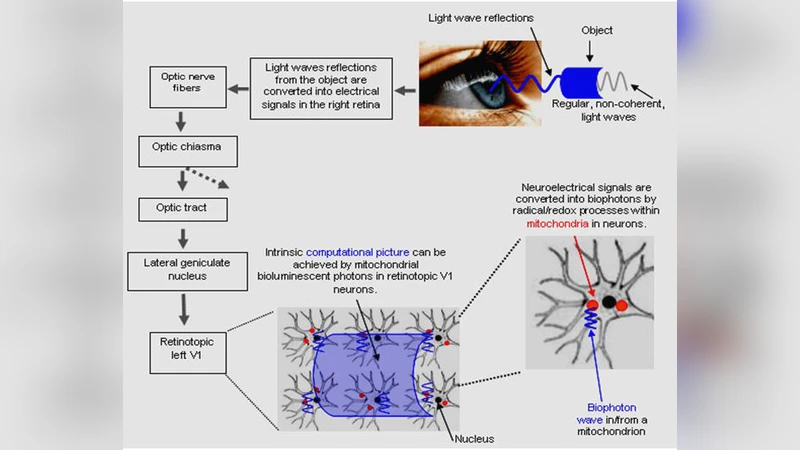 Estimation of the number of biophotons involved in the visual perception   of a single-object image: Biophoton intensity can be considerably higher   inside cells than outside