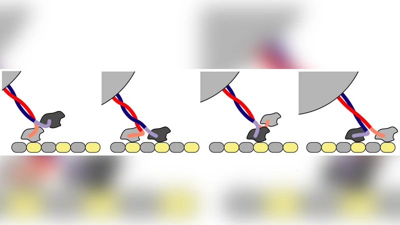 A Stochastic Markov Model for Coordinated Molecular Motors