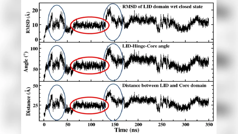 Role of water in the enzymatic catalysis: study of ATP + AMP -> 2ADP   conversion by adenylate kinase