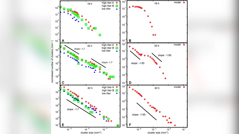 Viral epidemics in a cell culture: novel high resolution data and their   interpretation by a percolation theory based model
