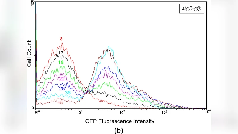 Phenotypic Heterogeneity in Mycobacterial Stringent Response