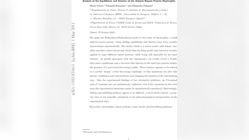 Analysis of the Equilibrium and Kinetics of the Ankyrin Repeat Protein   Myotrophin