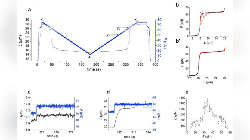 Kinetics of double stranded DNA overstretching revealed by 0.5-2 pN   force steps