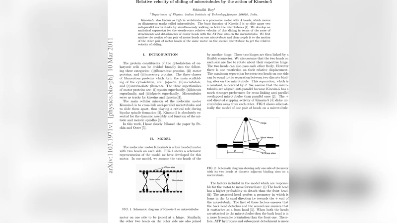 Relative velocity of sliding of microtubules by the action of Kinesin-5