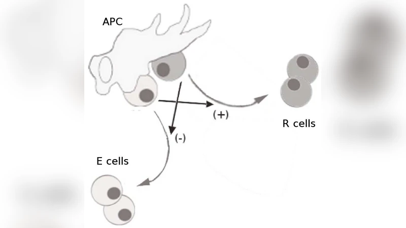 Stochastic approximation to the specific response of the immune system