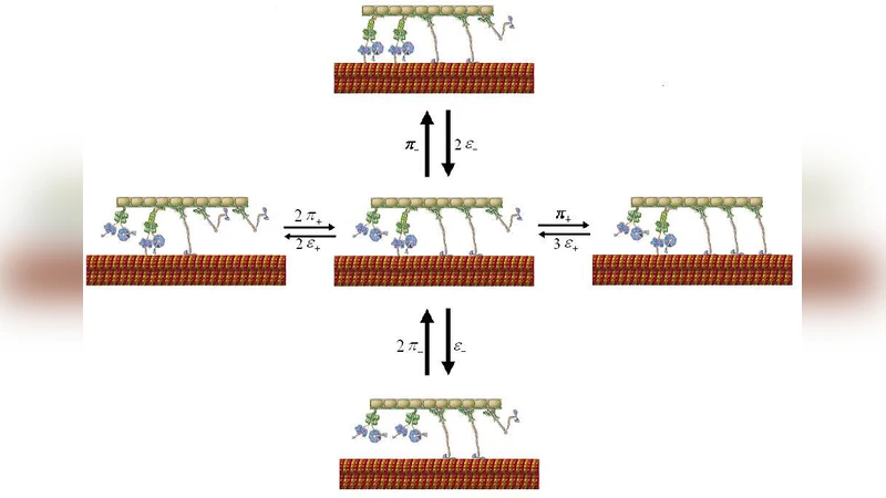 Properties of tug-of-war model for cargo transport by molecular motors